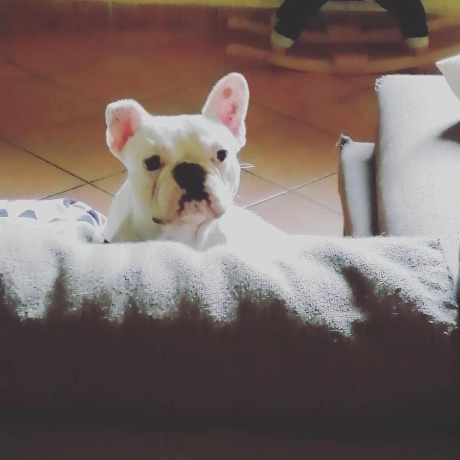 B&B Villa Anita Bellano Kültér fotó